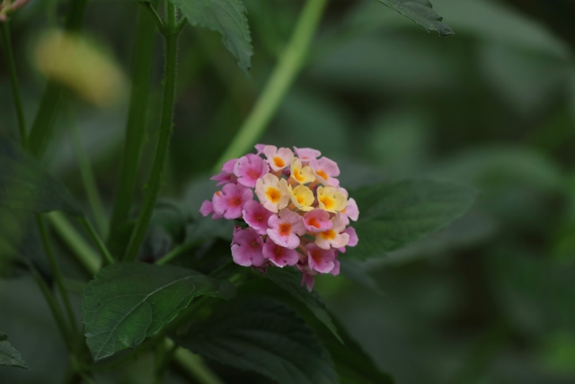 Lantana