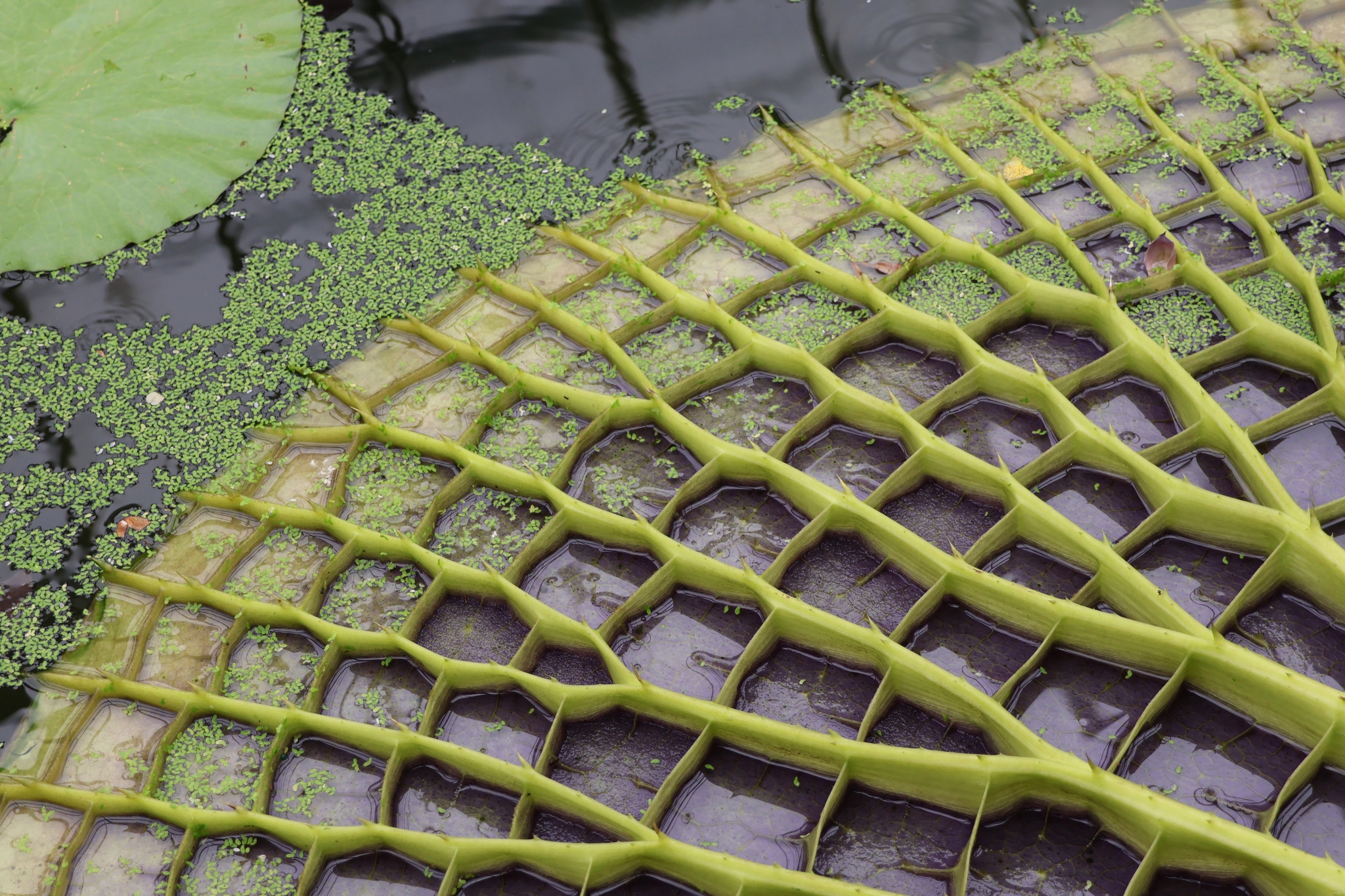 Victoria Amazonica