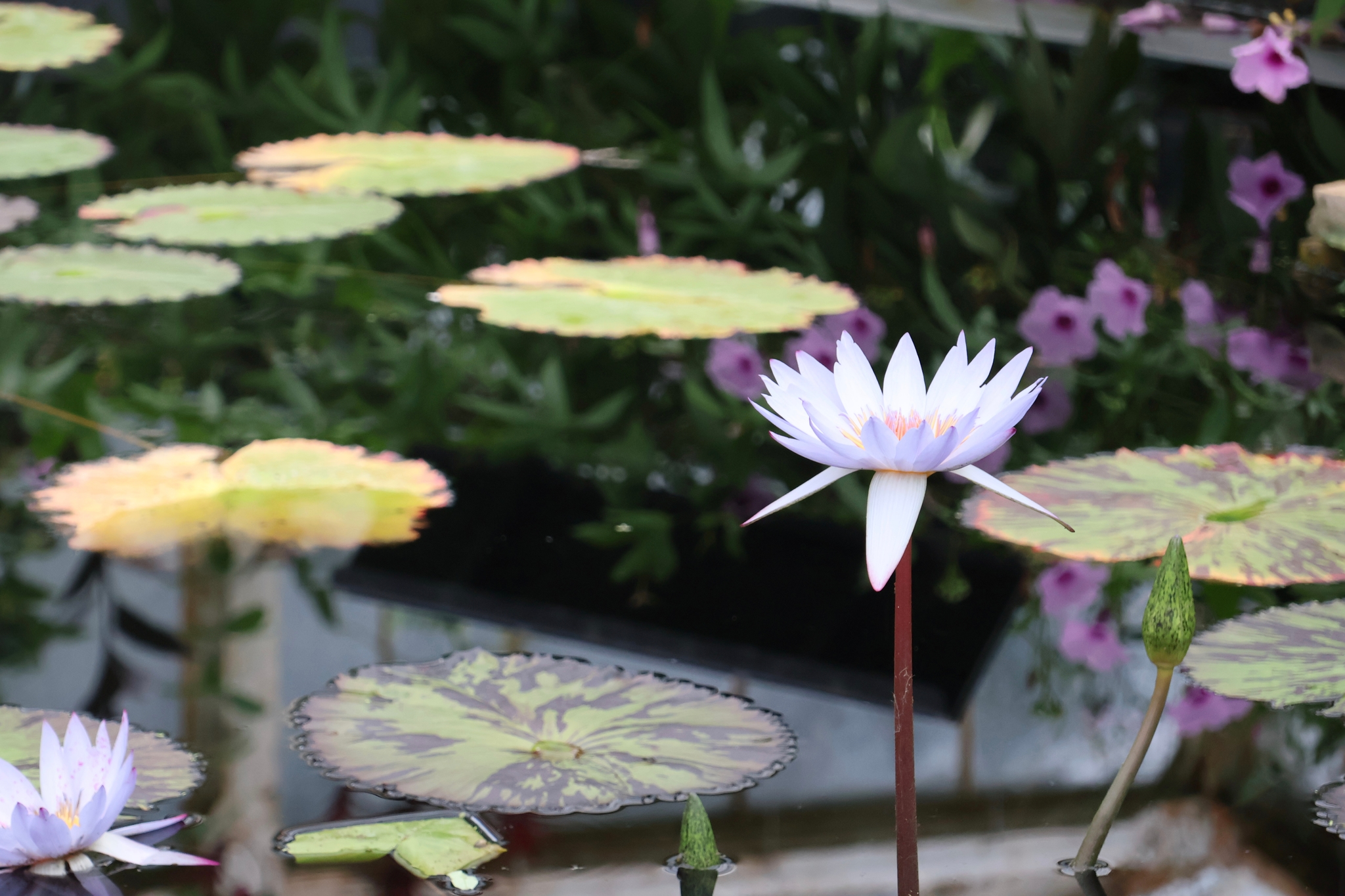 Water Lilies