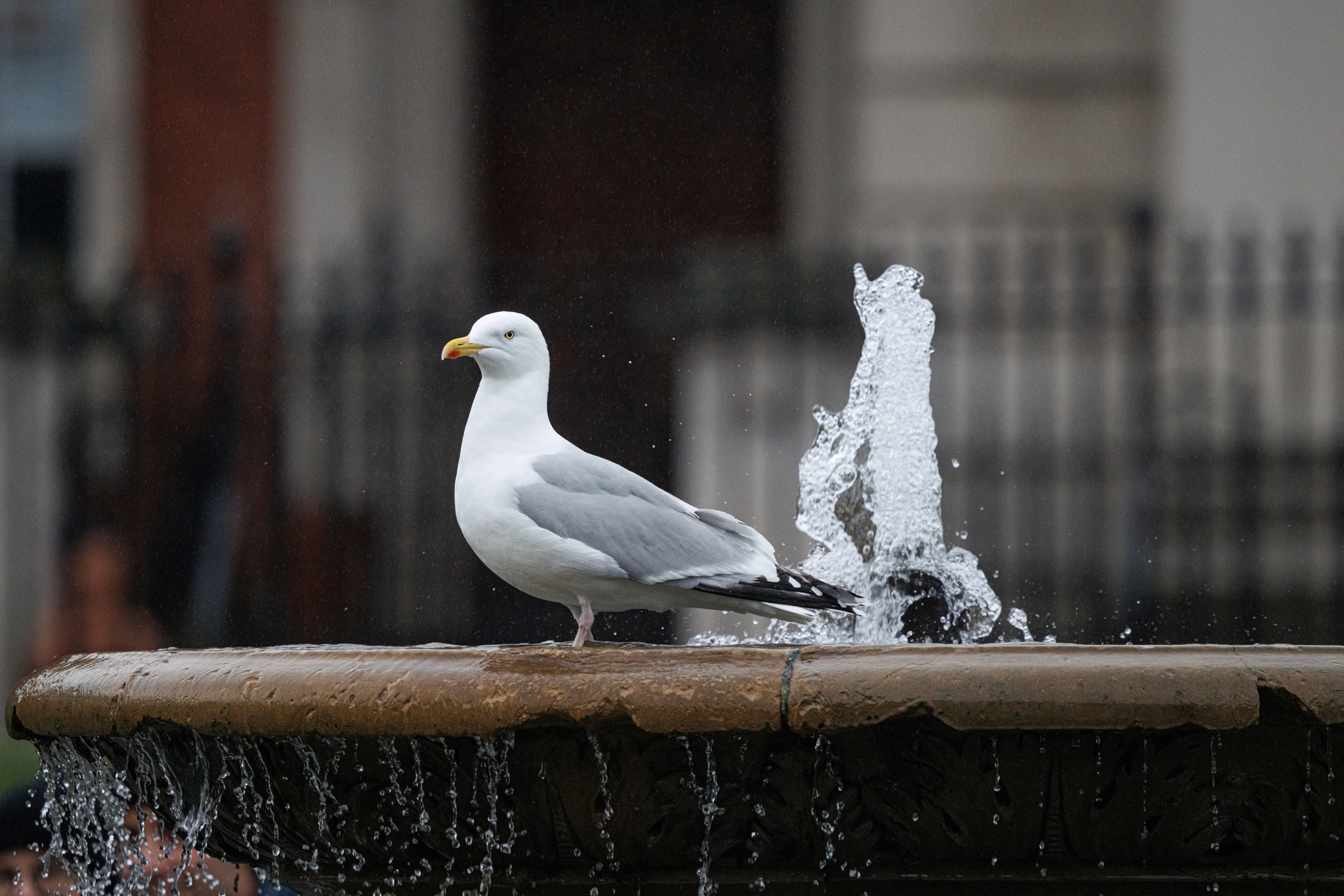 Fountain Bird