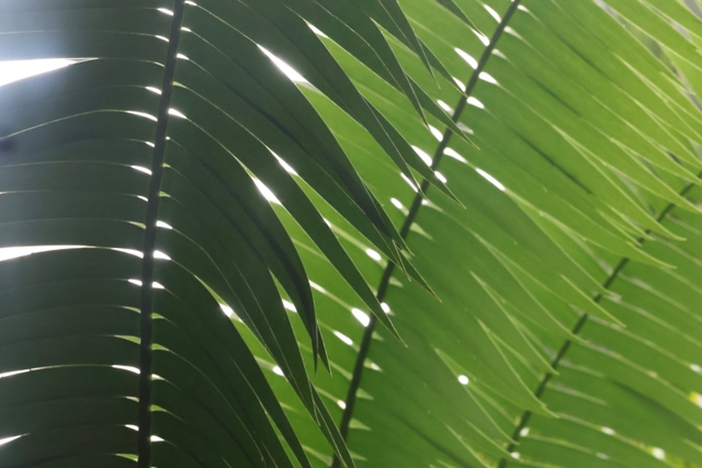 Palm Leaves